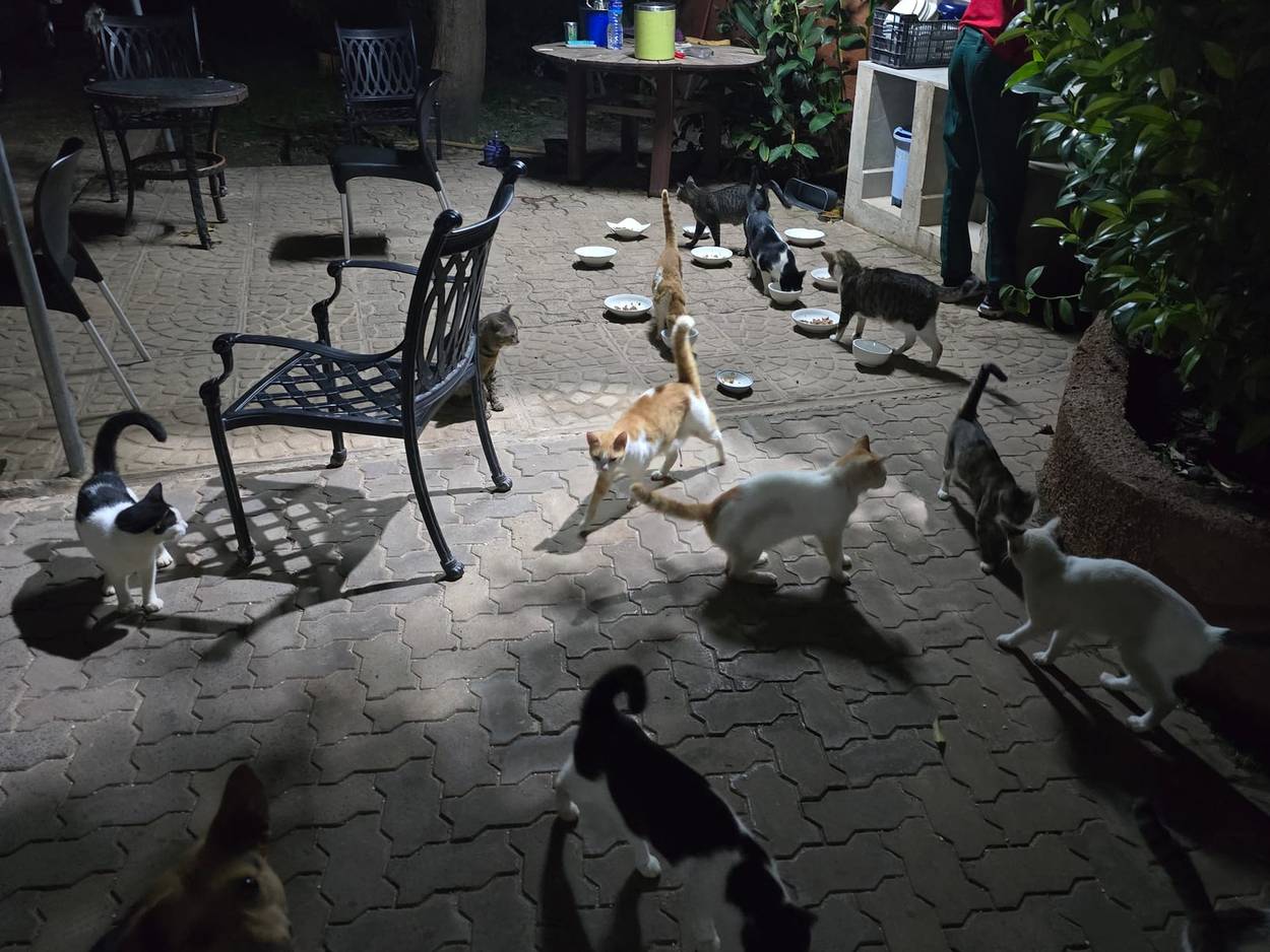 The cat café at Luigi's Complex